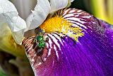 Green Bee On An Iris_P1130689